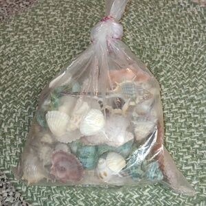 Assorted Seashell Collection